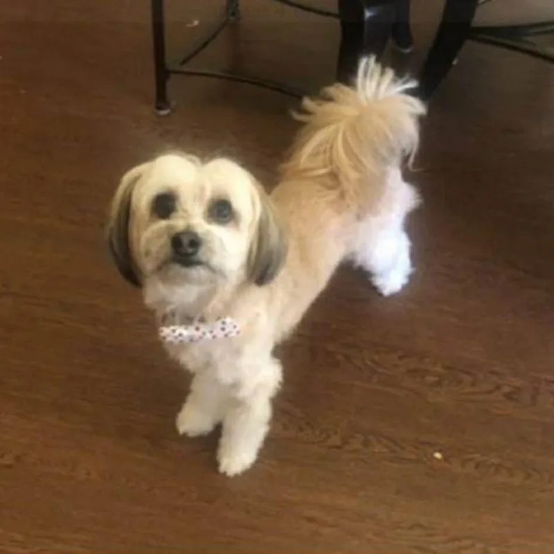 A senior small-sized male White / Cream Havanese dog named Riley Chase for adoption in Houston, TX