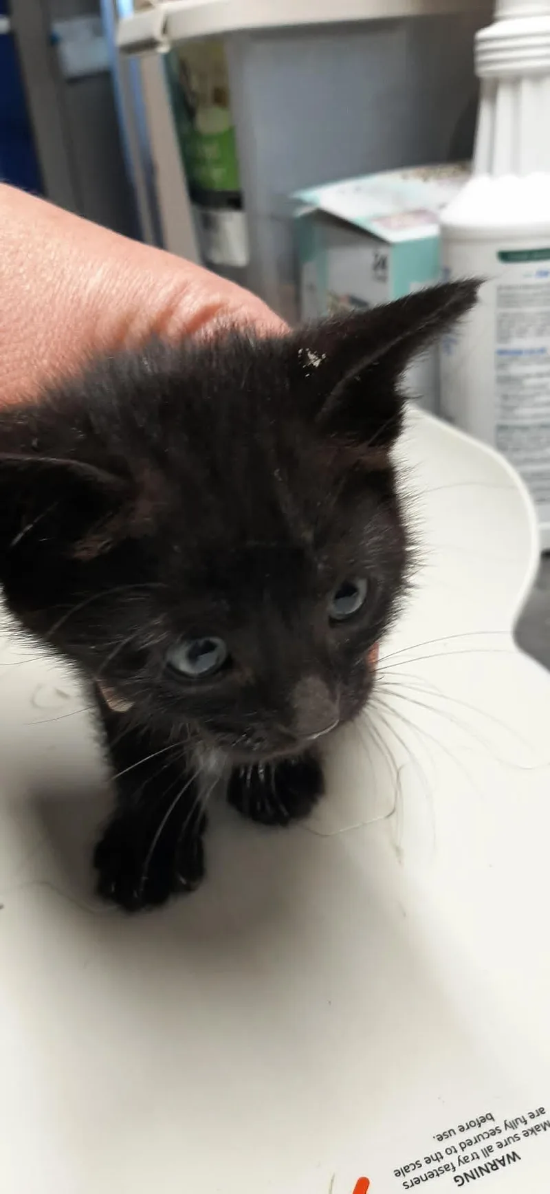 A baby medium-sized female Black Manx cat named Rose for adoption in Georgetown, OH