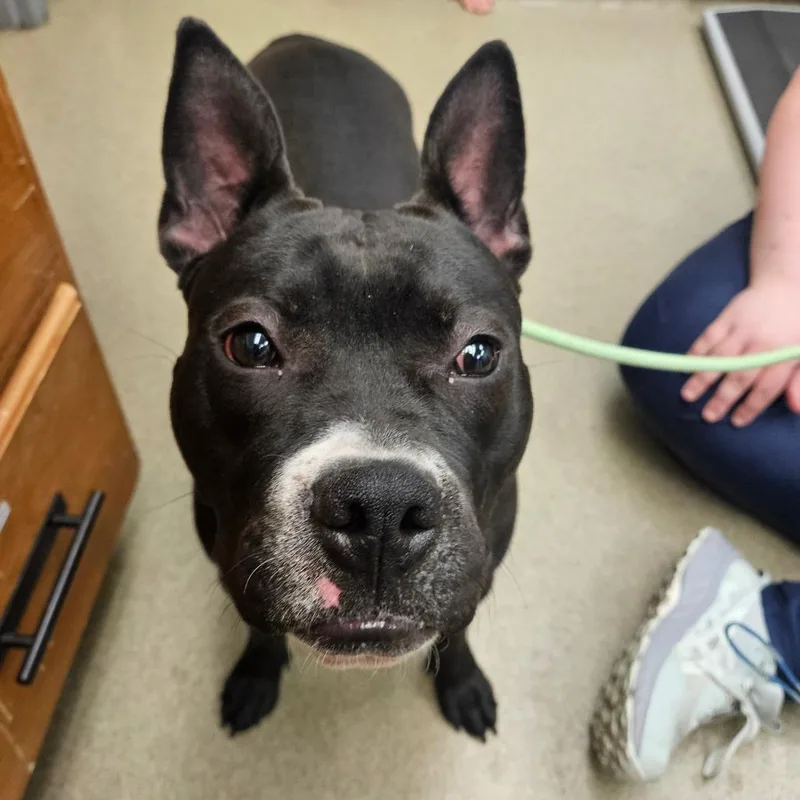 A young medium-sized female Black Mixed Breed dog named Winnie for adoption in Birdsboro, PA