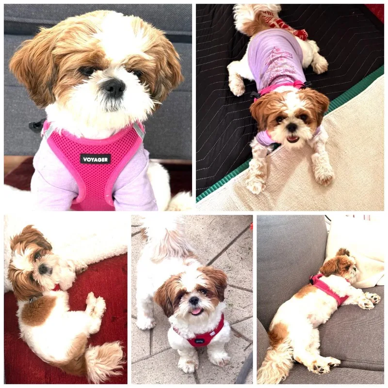 A young small-sized female Shih Tzu dog named Charlotte for adoption in Zionsville, IN