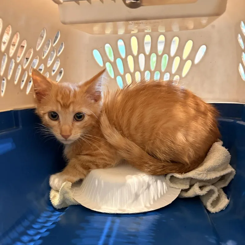 A baby small-sized male Orange / Red Domestic Short Hair cat named Taki for adoption in Lynchburg, VA