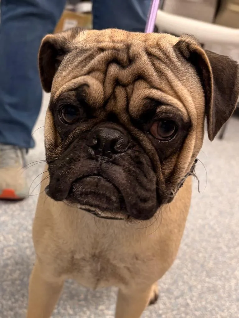 A baby small-sized male Pug dog named Iruka for adoption in Gilbert, AZ