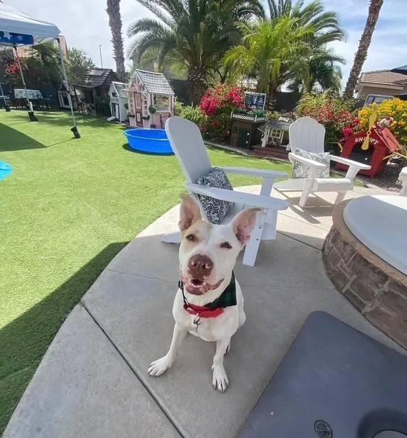 An adult medium-sized male White / Cream American Bully dog named Arrow for adoption in Gilbert, AZ