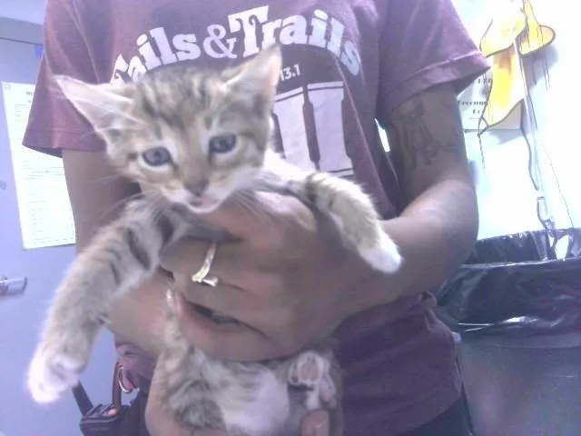A baby small-sized female Domestic Short Hair cat named Piper for adoption in Tallahassee, FL