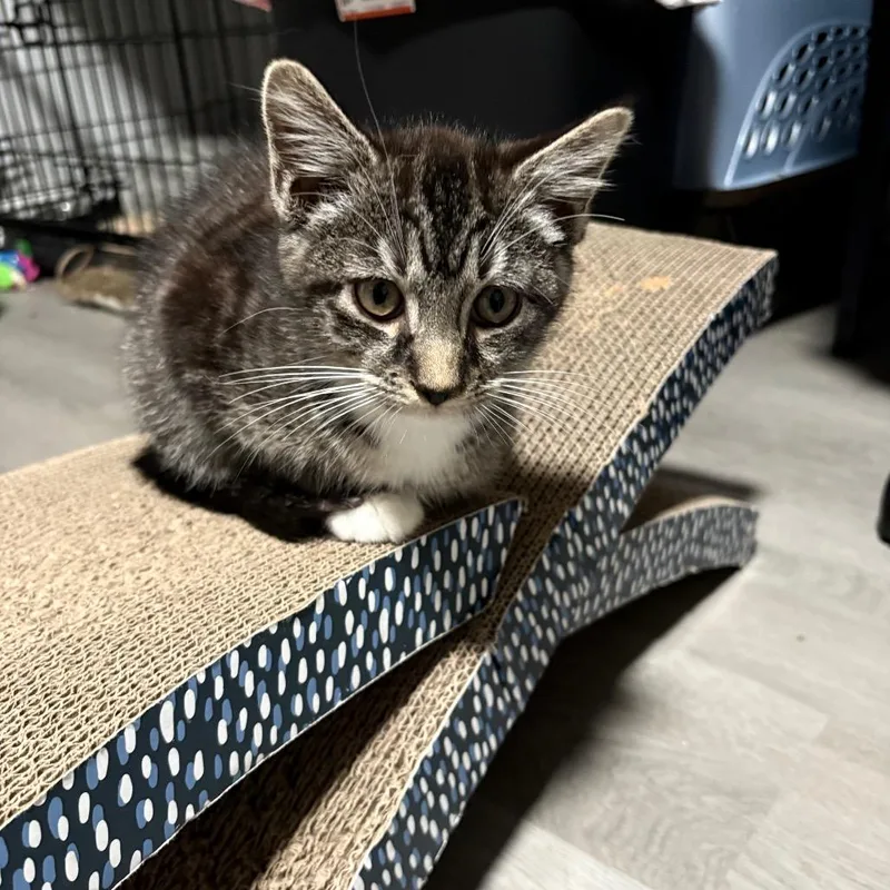A baby small-sized male White Domestic Short Hair cat named Gus for adoption in Irwin, PA
