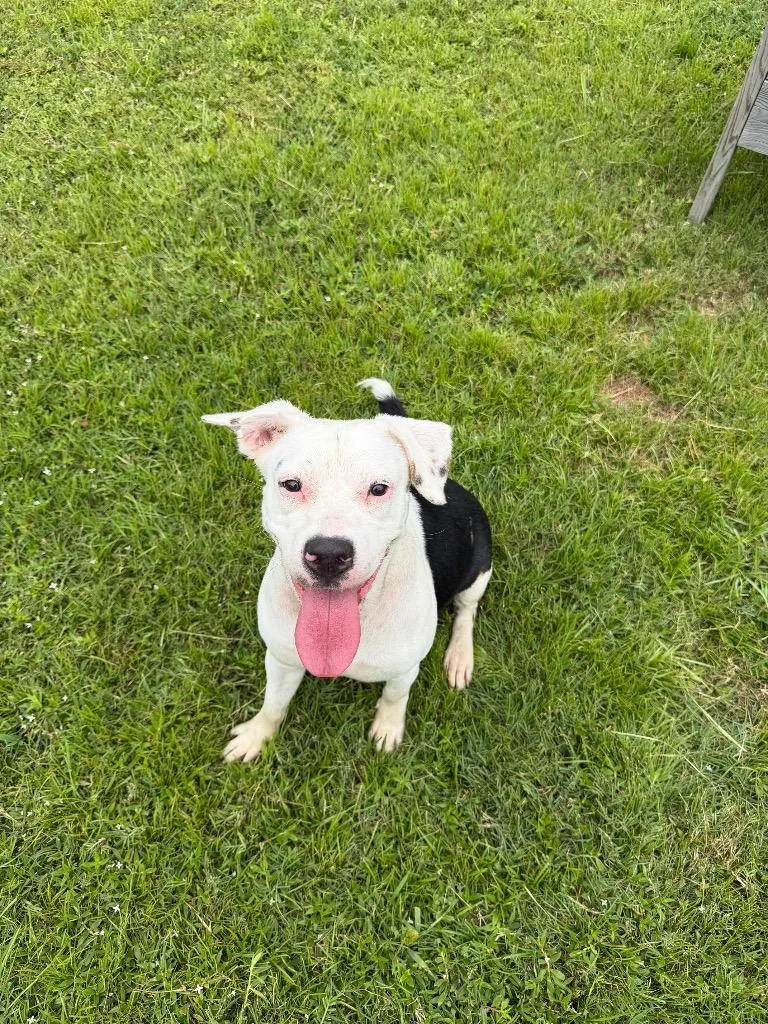 A young large-sized female Mixed Breed dog named Kiwi for adoption in Metter, GA