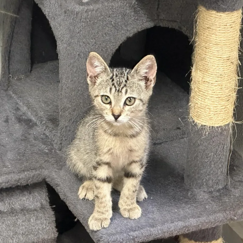 Chloe