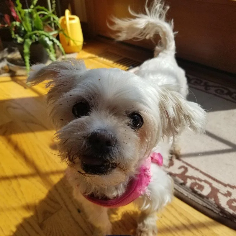 Jazzi