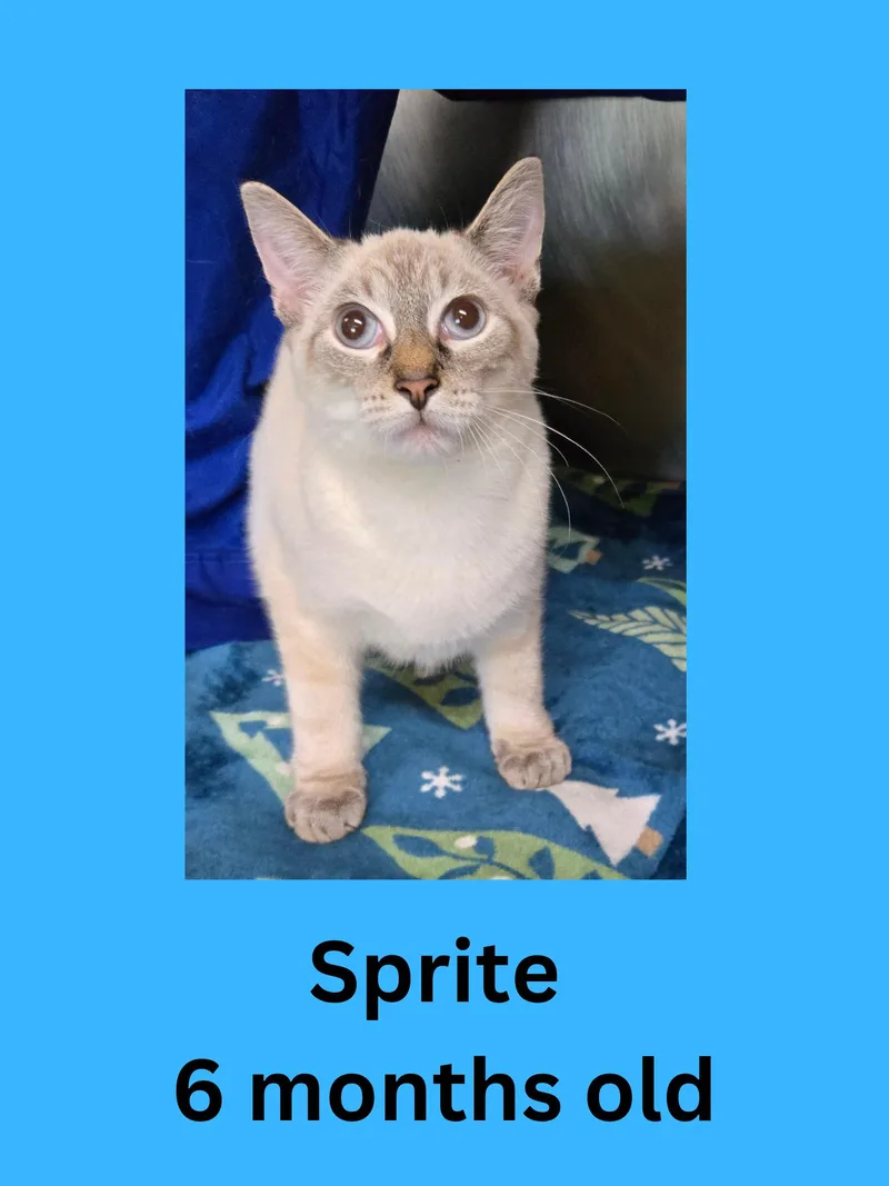 A young small-sized male Domestic Short Hair cat named Sprite for adoption in Ravenna, OH