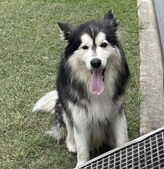 An adult large-sized male Alaskan Malamute dog named Bucky for adoption in Killeen, TX