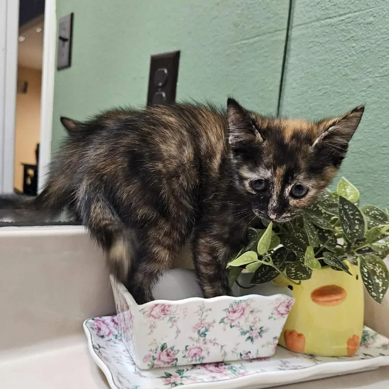 A baby small-sized female Domestic Short Hair cat named Daisy for adoption in Harlingen, TX