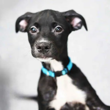 A baby small-sized female Black Mixed Breed dog named Cora Beth for adoption in Atlanta, GA