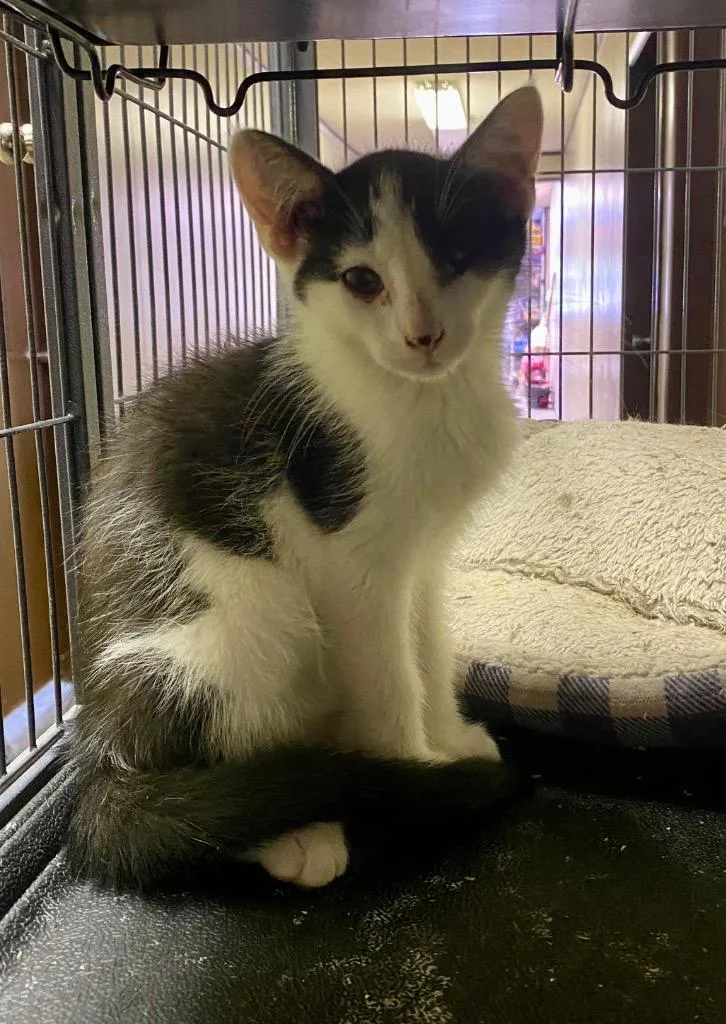 Thingamabob thumbnail 2