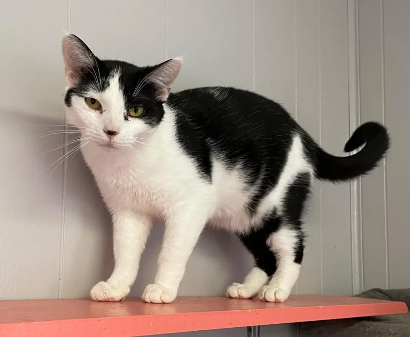 Thingamabob thumbnail 3