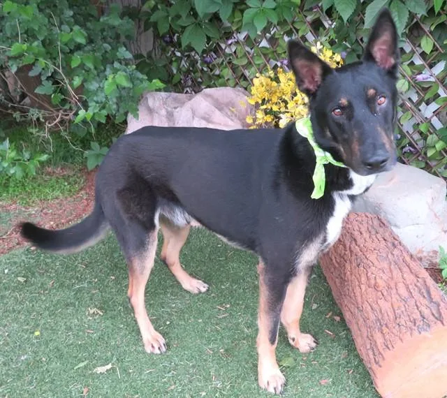 An adult large-sized male German Shepherd Dog dog named Jonah for adoption in Oklahoma City, OK