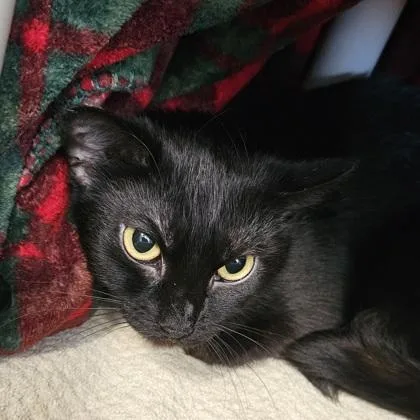An adult small-sized female Domestic Short Hair cat named Luna for adoption in Scotia, NY