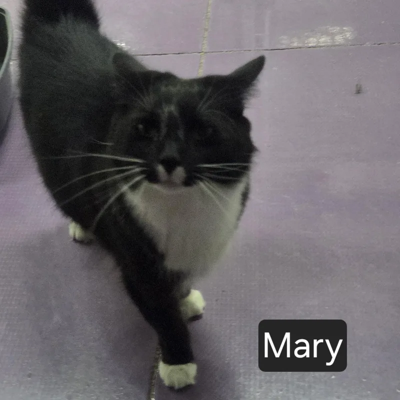 Mary thumbnail 2