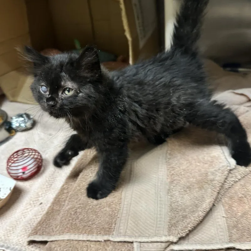 A baby small-sized female Black Domestic Short Hair cat named Periwinkle for adoption in Cheyenne, WY