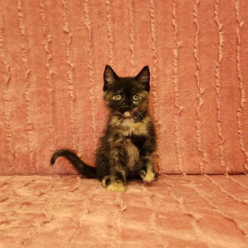 A baby medium-sized female Tabby (Tiger Striped) Domestic Medium Hair cat named Bronx for adoption in Benld, IL