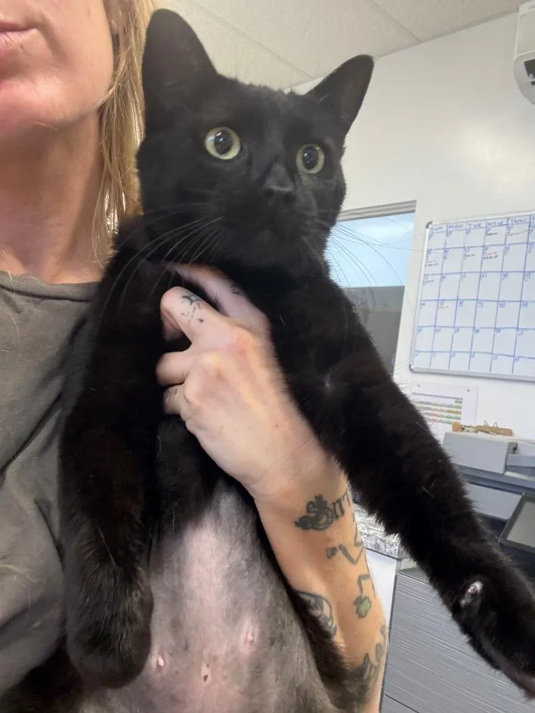 A young small-sized female Domestic Short Hair cat named Brooklyn for adoption in Thousand Oaks, CA