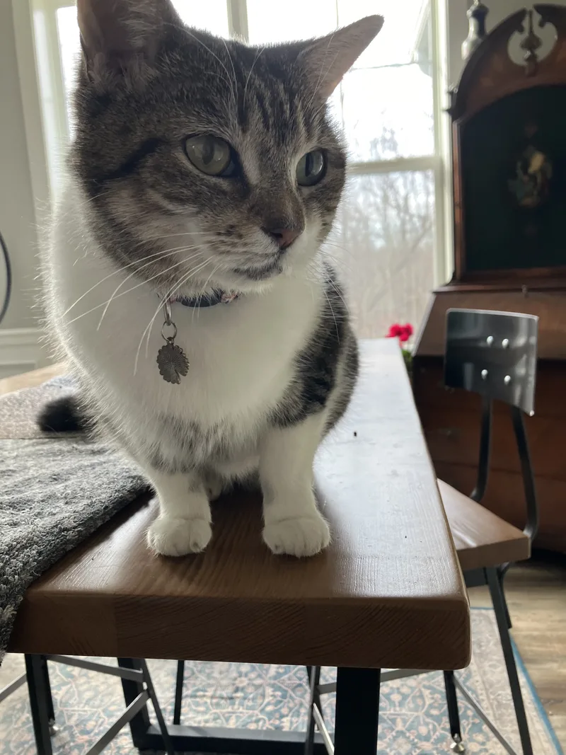A young medium-sized female American Shorthair cat named Daisy for adoption in Mount Airy, MD