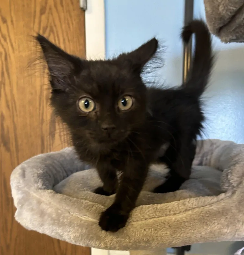 A baby small-sized female Domestic Long Hair cat named Toothless for adoption in Steeleville, IL