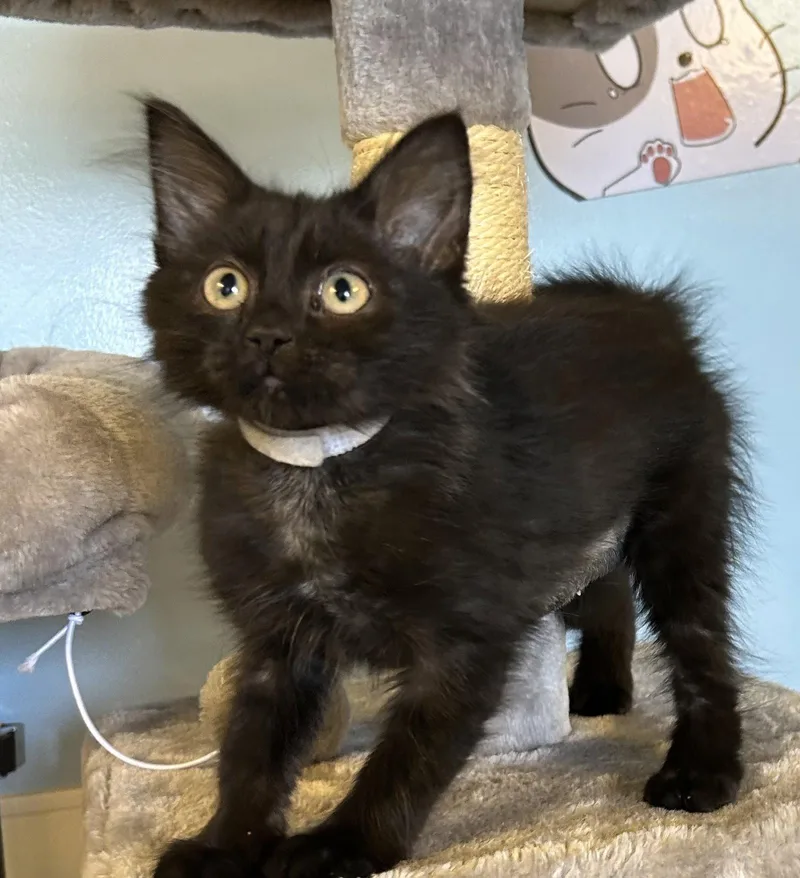 Toothless thumbnail 3