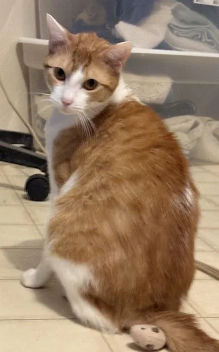A young large-sized male Orange & White Domestic Short Hair cat named Arlo for adoption in Sequim, WA