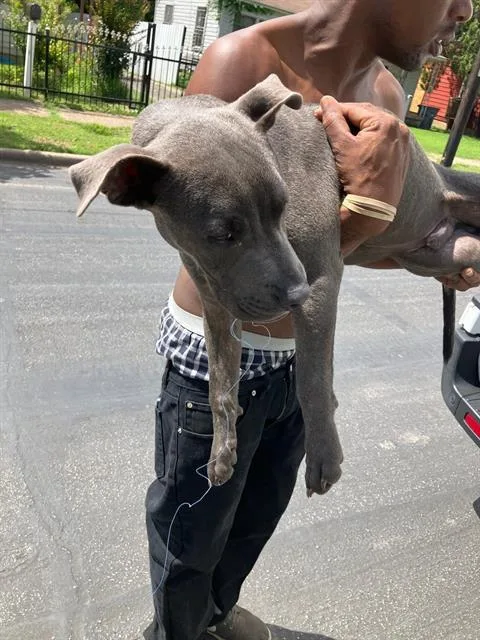 A baby large-sized male Mixed Breed dog named Rudy for adoption in Dallas, TX