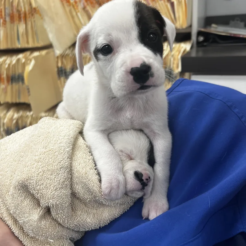 Jeremiah thumbnail 3