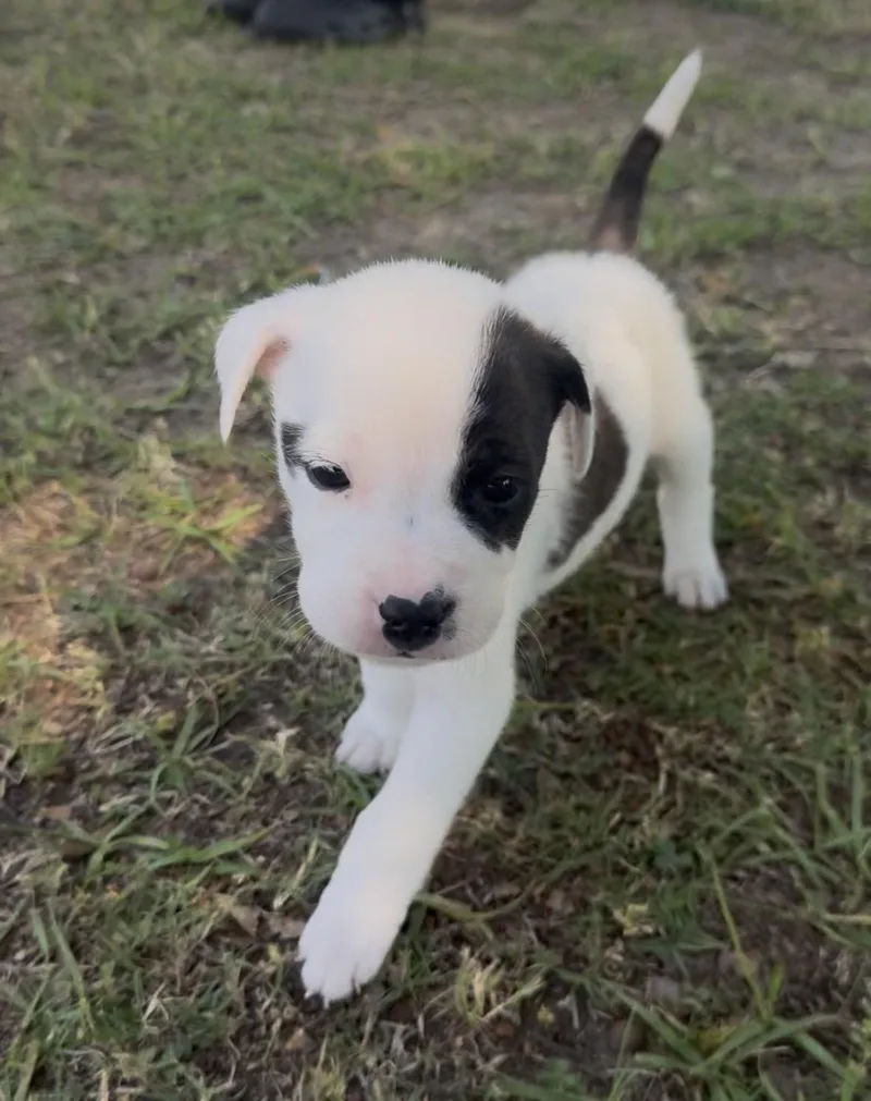 A baby large-sized male White / Cream Anatolian Shepherd dog named Jeremiah for adoption in Mount Meigs, AL