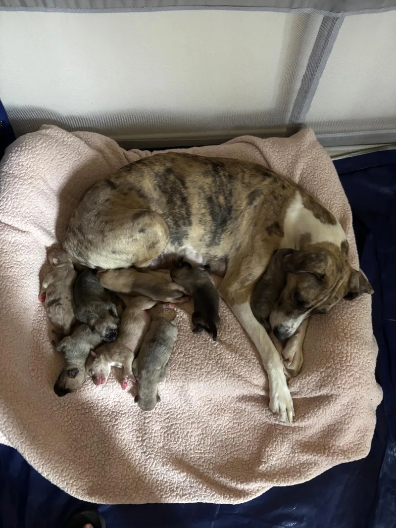 A baby large-sized male Great Dane dog named Dashy for adoption in Torrance, CA