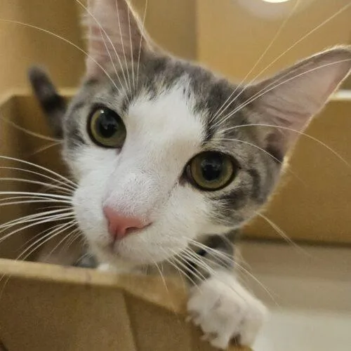 A baby medium-sized male Tabby (Gray / Blue / Silver) Domestic Short Hair cat named Nico for adoption in Gilbert, AZ