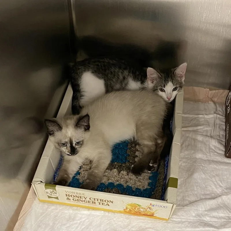 A baby small-sized female Tortoiseshell Siamese cat named Wagsstray_ for adoption in Westminster, CA