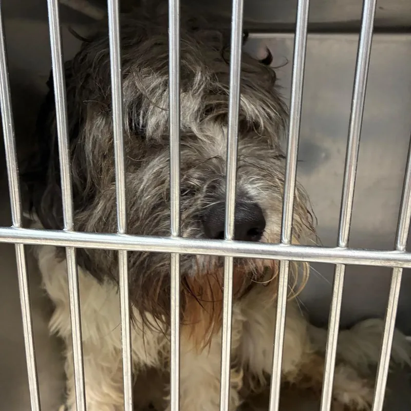 An adult large-sized female White / Cream Old English Sheepdog dog named Chole for adoption in Northbrook, IL