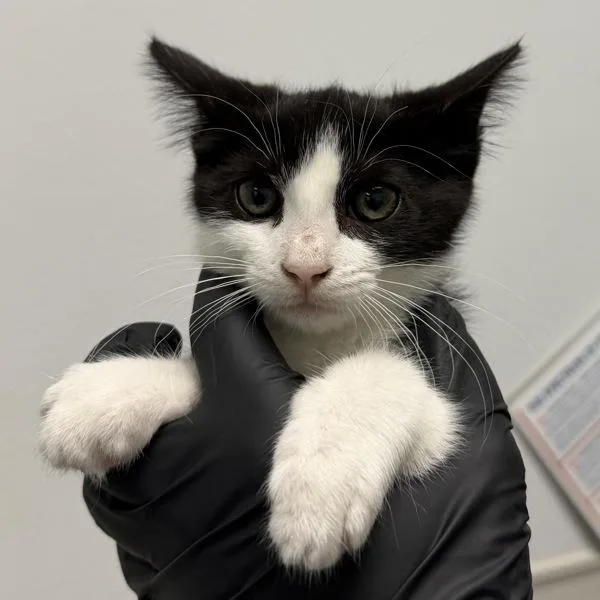 A baby small-sized female Domestic Short Hair cat named Princess for adoption in San Diego, CA