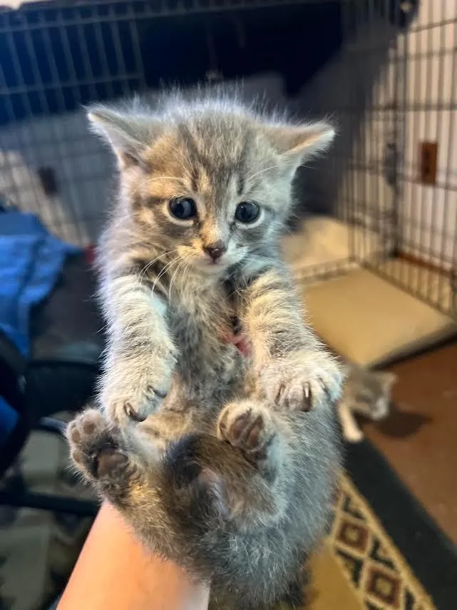 A baby small-sized male Domestic Short Hair cat named Slate for adoption in Glenfield, NY