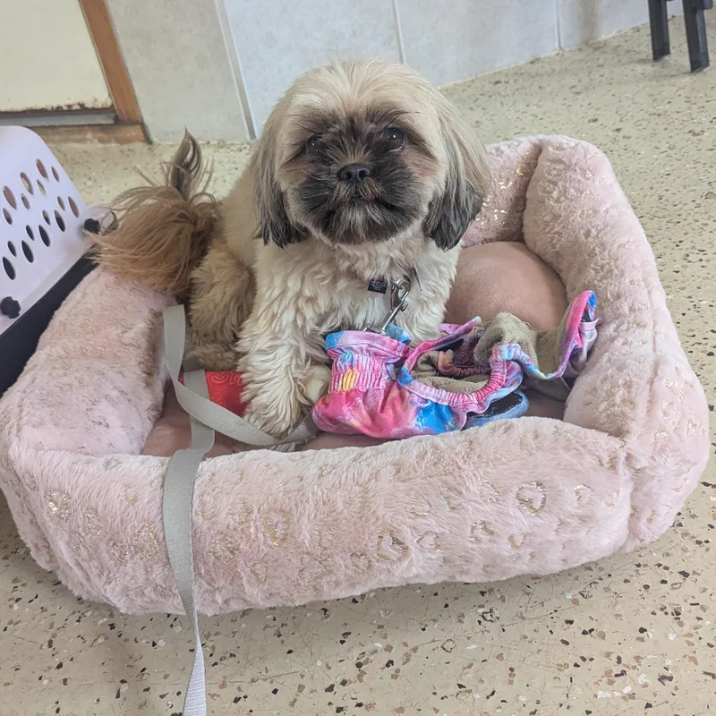 Lulu