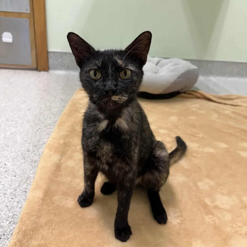 A baby medium-sized female Tortoiseshell cat named Bean for adoption in Kent, WA
