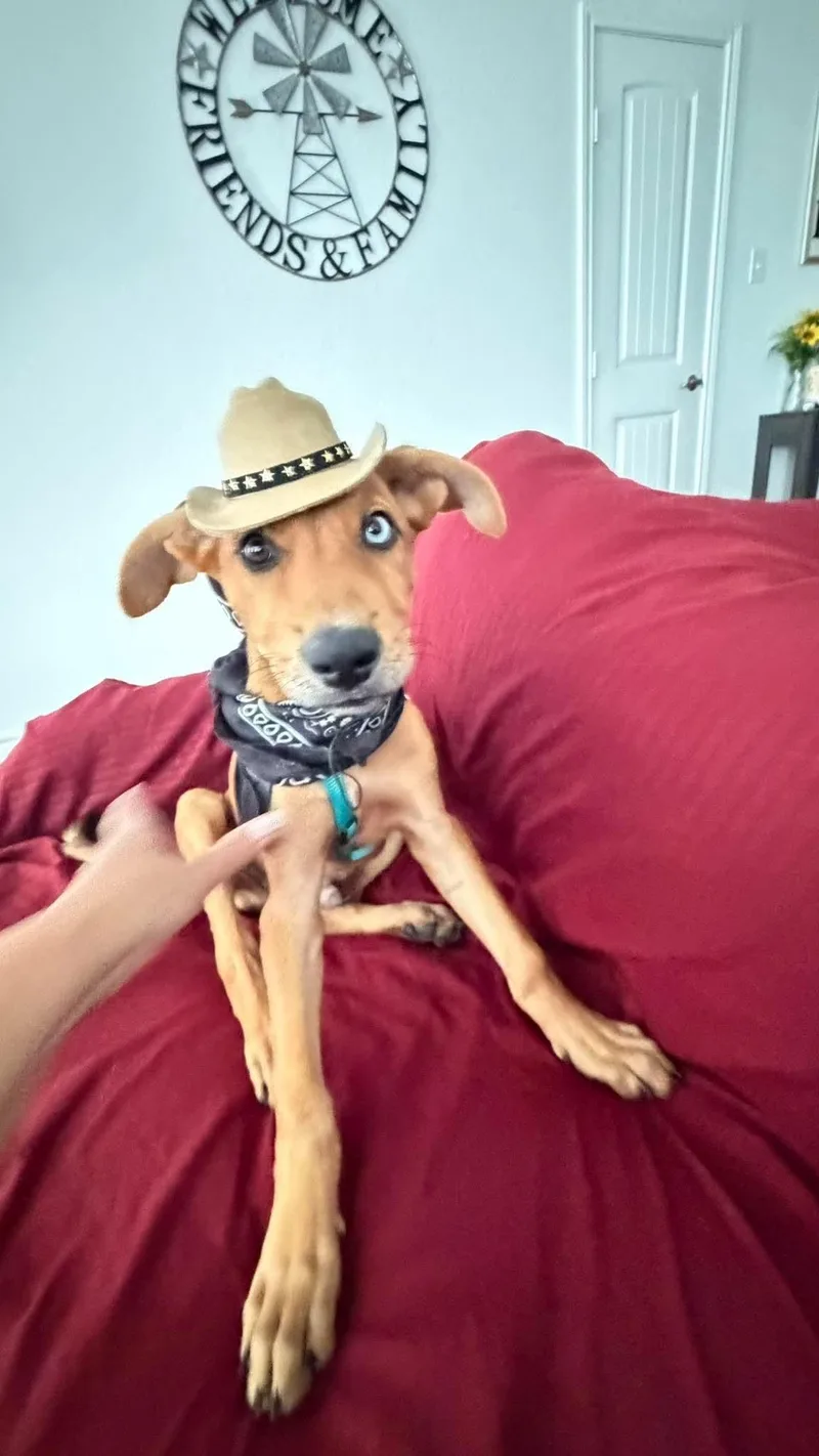 A young medium-sized male Vizsla dog named Blue for adoption in Commerce City, CO