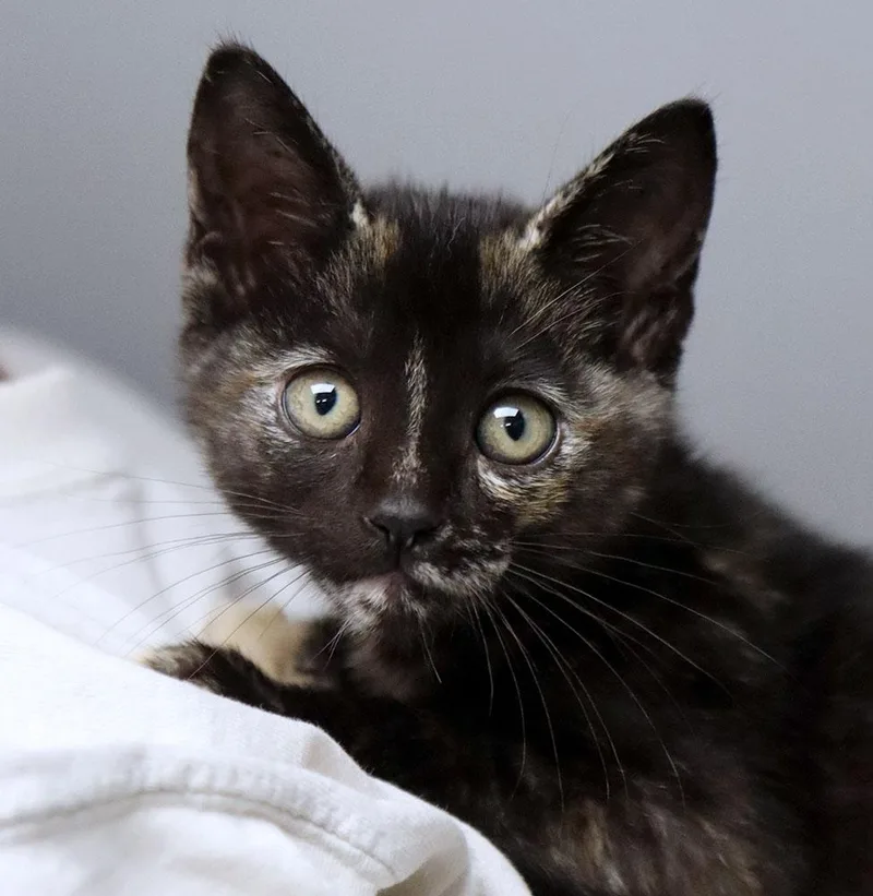 A baby medium-sized female Tortoiseshell Domestic Short Hair cat named Marie for adoption in Kansas City, KS