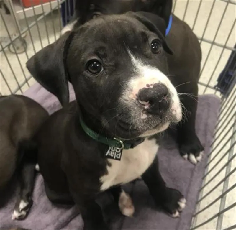 A baby small-sized male Pit Bull Terrier dog named Farmer for adoption in Conroe, TX