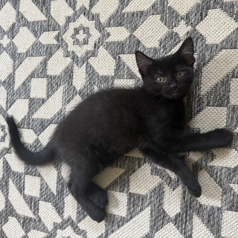 A baby medium-sized female Black Domestic Short Hair cat named Basil for adoption in Farmington, MN