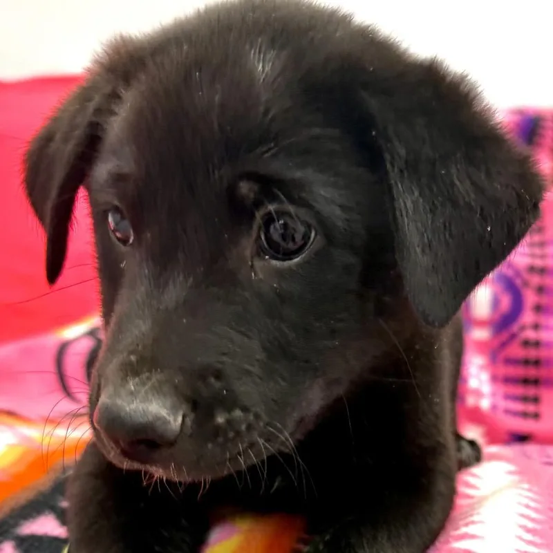 A baby small-sized male Black Mixed Breed dog named Tibble for adoption in Park City, UT