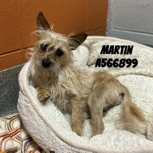 Martin