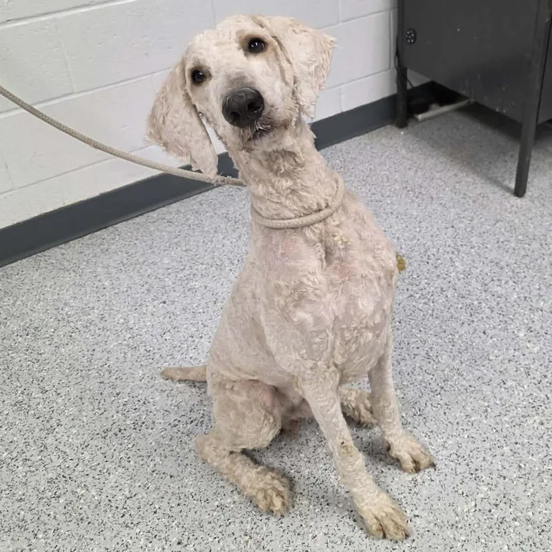 An adult large-sized male White / Cream Mixed Breed dog named Leprechaun for adoption in Hailey, ID