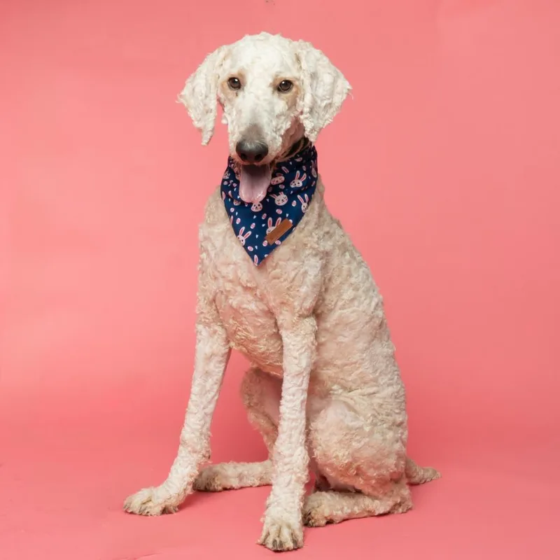 Leprechaun thumbnail 2