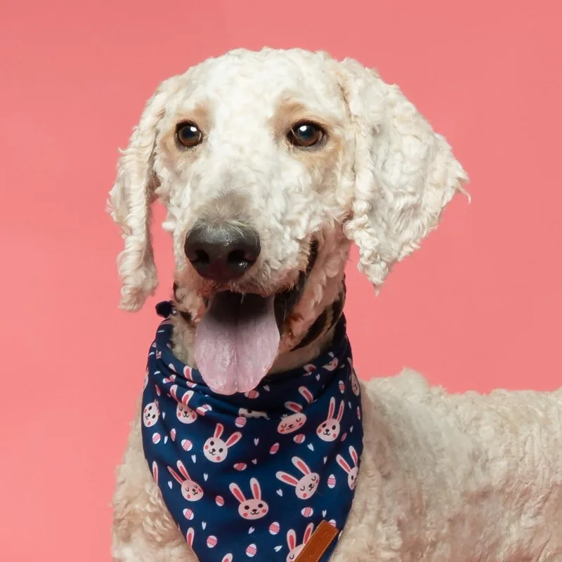 Leprechaun thumbnail 3