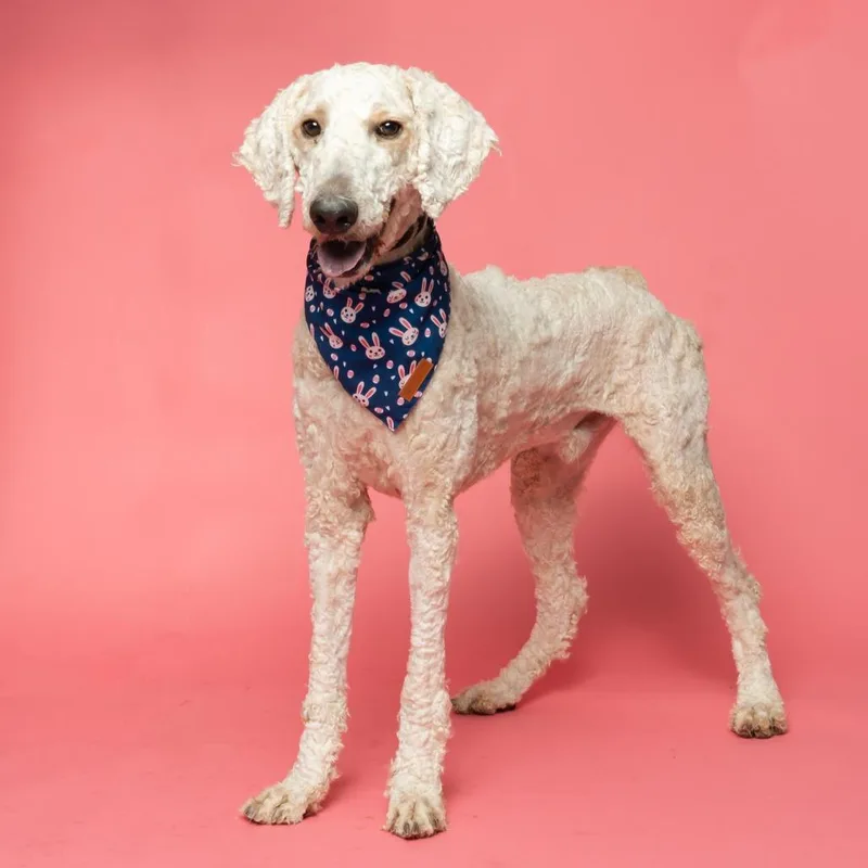 Leprechaun thumbnail 4