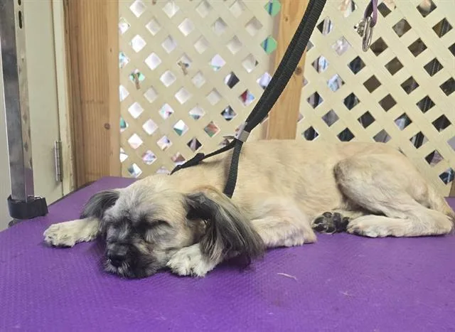 A young medium-sized male Silky Terrier dog named Mojo Jojo for adoption in Sacramento, CA